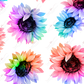 Colorful Flowers- Ready To Press Sublimation Transfer Print Sublimation